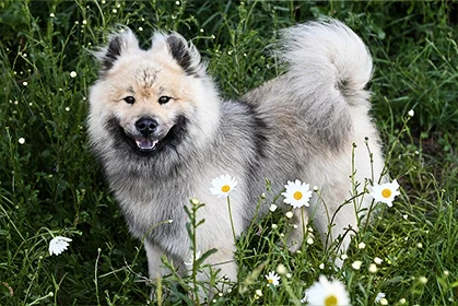 animal photo editor animal photo editor