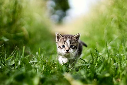 photo post production services for animal photo post production services for animal