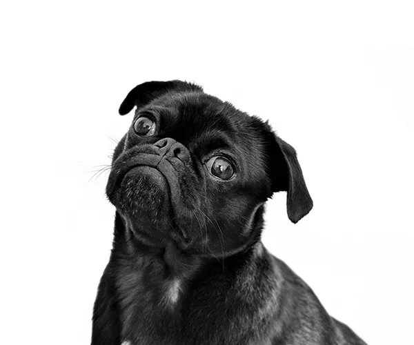 dog clipping path services dog clipping path services